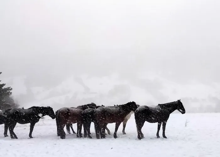Osada Kabardia Kwatera prywatna Nowica